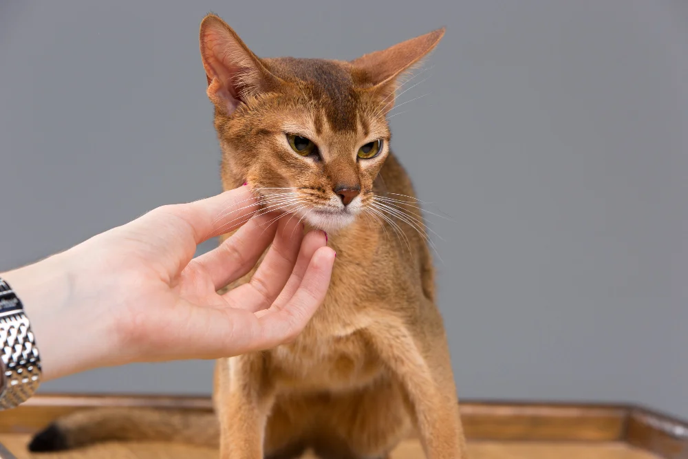 What Does a Cat's Purring Actually Mean?